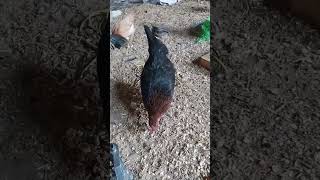 black hen house poultry farm