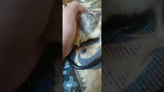 Cute Soft Chick/Pal Sleeping in my arm#subscribe #youtube #youtubeshorts #shorts #viral #cute #funny