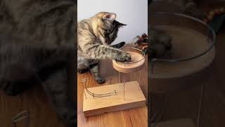 Watch This Adorable Cat Master a Gravity-Defying Marble Game!