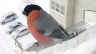 Feeding birds in winter