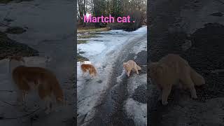 You can't run sest from me....Martch cat #like #subscribe #shortvideo #shorts #thekiffness