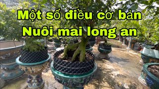 Chia sẽ ace một số kỹ thuật để nuôi cây mai long an