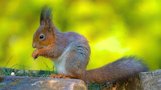 Red Squirrel Munching on Some Peanuts [4K]