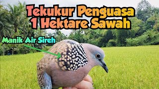 Tekukur Penguasa Sawah 1 Hektare, Manik Air sireh