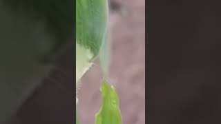 Fresh Corn Plant #nature #viral #short #youtube #youtubeshorts