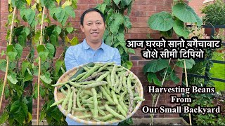 Harvesting Veggies From Small Backyard | Beans Harvest | GrowYourOwnFood | Nepali Gardening Vlog UK