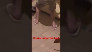 Catching a snake under your bed