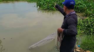 Cast Net Fishing By Old man on the Way Home|Natural Net Fishing