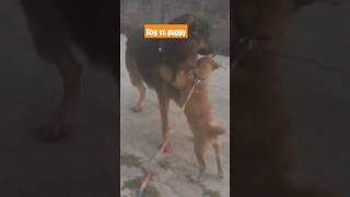 Dog Vs Puppy..!!#animals#dog #puppy#doglover#puppylovers #funnyanimals#youtubeshorts #shorts#short