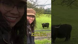 Pollok Country Park, Glasgow. #escocia #glasgow #vacas #highlandcattle #jardim #reinounido #viagem