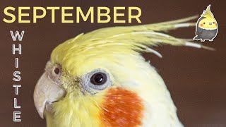 SEPTEMBER with WHISTLE - Bird Whistling Training - Cockatiel Singing Practice