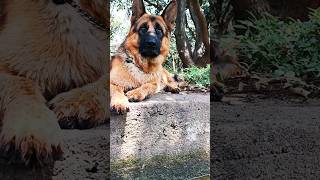 German shepherd stock coat male dog #viral #trending #music #youtubeshorts #shorts #short