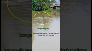 Buaya Bengalon muncul Mencari Mangsa