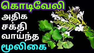 கொடிவேலி(சித்திரமூலம்) மூலிகை பயன்கள்| kodiveli mooligai benefits in tamil| தோல்நோய் கட்டிகள் குணமாக