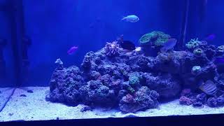 CPR Refugium Medium size added to my 55 Gallon Reef