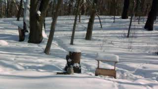 Owl caught on trail camera