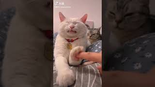 🫣 #catvideo #catlover #memecat #catmemesfunny #shorts