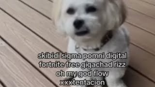 skibidi sigma pomni digital fortnite free gigachad rizz oh my god flow xxxtentacion