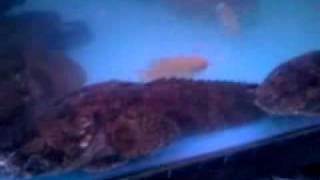 Freshwater Lionfish (Batrachomoeus trispinosus) for sale at a Store