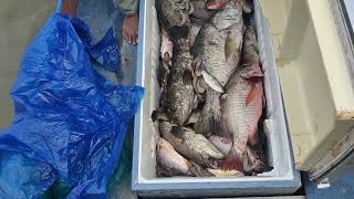 hasil tangkapan ikan muara sungai Berau #muara #fishing