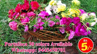 Portulaca 30 colors for sale online - Pathumani Poovu | Whatsapp : 9445450701