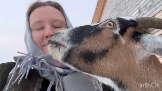 С Новым годом!!! 🐐🐐🐐😊😊😊