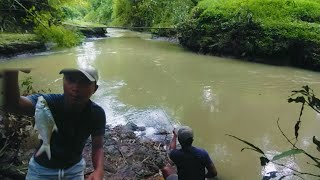 Fish hunting | Saya memancing ikan tawes sirip merah di air yang keruh.