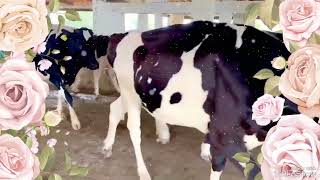 Beautiful Heifer in Happy mood @animals#dairy farming