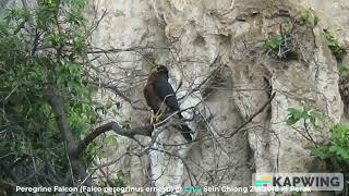 Peregrine Falcon (Falco peregrinus ernesti) @ Chiu S C MVI2923