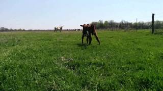 Newborn Calf - Getting up from sleeping