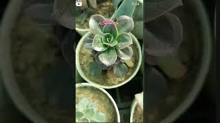 succulents #the_home_botanist #succulents #gardening #shortvideo #shorts