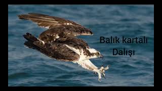 Balık kartalı dalışı