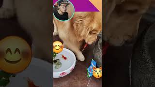 DOG SOUNDS like a Minecraft chicken - Cún Kêu Được Tiếng Gà Gáy - #Shorts