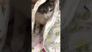 Let's bath 🤣🤣 ferry will you #funny #cat#shorts