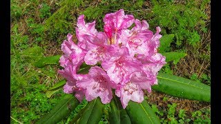 2018-05-30 Buck Mountain via Elbo Creek near Quilcene