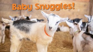 Baby Goat Snuggles Are Just Adorable! #shorts