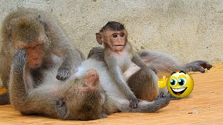 Daily life time of Adorable baby monkey with Mother / wildlife