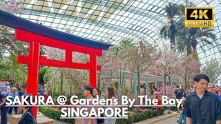 SAKURA cherry blossom season at Gardens by the Bay ~ Singapore Walking Tours [4K]