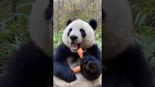 Panda makan wortel #shortvideo #yearofyou #shorts #panda