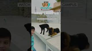 Dog deworming at home #shorts #shortsvideo #deworming