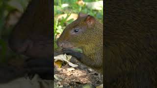 Agouti in Guatemala #shorts