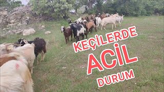 Merada Keçi Doğumu Başladı Acil Eve Dönüş~Keçi Doğumu Çok Zor oldu