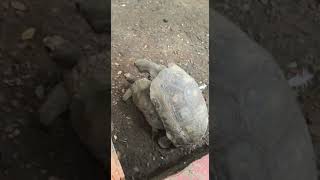 Tortugas ninja porn