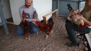 Rooster Brothers Take Turns Hugging Papa (Timelapsed)