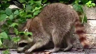 Cute Raccoon Searching For Food