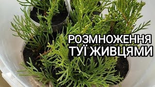 Розмноження туї смарагд живцями. Як виростити тую із гілочки?