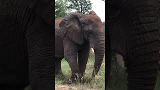 Elephant Taking Soil Bath ..!!#animals #elephant #shorts #short #viral #youtubeshorts