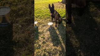 K9 finds human brain. #belgianmalinoisdog #searchdog #workingdog