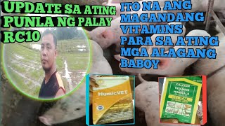 MAGANDANG VITAMINS PARA SA MGA ALAGA NATING BABOY AT UPDATE SA ATING PUNLA NG PALAY