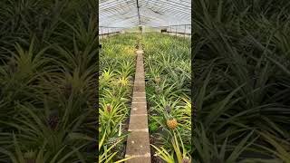 Plantação de Ananás dos Açores (Ananas Garden) - Azores, Portugal 🇵🇹